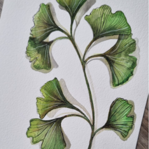 Groene ginkgo aquarel