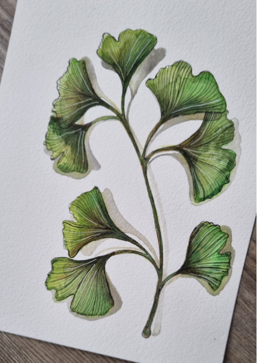 Groene ginkgo aquarel