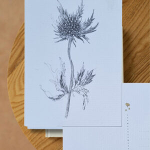 Met fineliner in losse stijl getekende distel, in zwart wit
