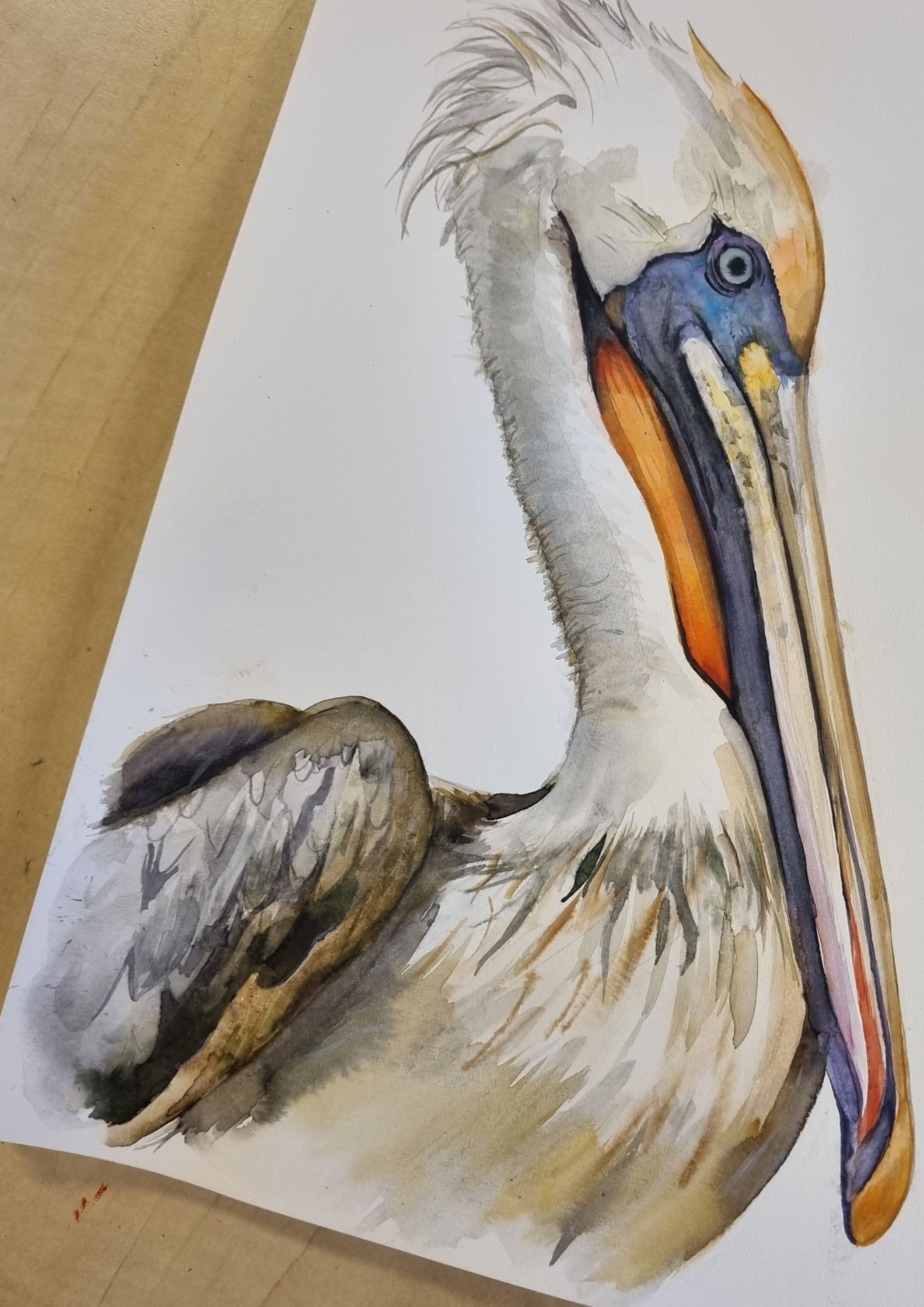 Kaart pelikaan - Afbeelding 3