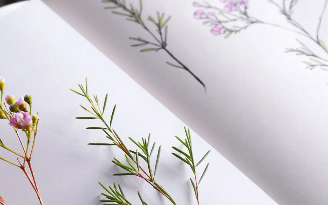 Botanisch tekenen voor beginners