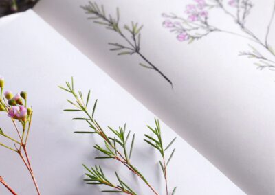 Cursus Botanisch tekenen  & schilderen voor beginners