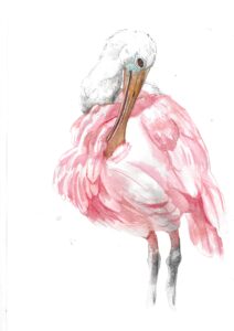lepelaar aquarel