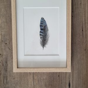 aquarel veertje vlaamse gaai